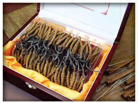 珙县冬虫夏草回收